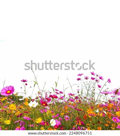 Many color of cosmos flowers are blooming on a white background.