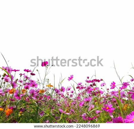 Colorful cosmos flowers on white background, deep color image.