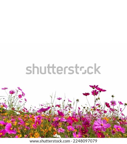 Beautiful cosmos flowers on white background in tropical zone of Thailand.