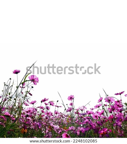 Beautiful flowers composition. Pink cosmos flowers on white background. Flat lay, top view, copy space.