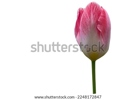 white purple tulip isolated on white background. Birthday card, Mother Day card, valentine day, marriage, greeting card, postcard, invitation. Copy space pattern wallpaper banner cover mockup for