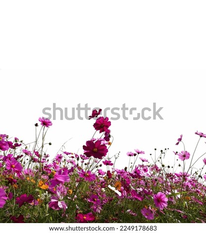 Cosmos flower with pink and orange color still on the plant, on white background.
