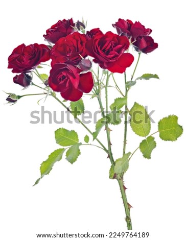 beautiful red color rose isolated on white background