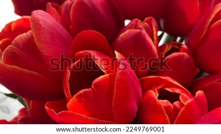 bouquet of blooming red tulips, spring 2022
