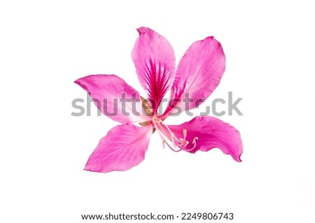 Close up Pink bauhinia blakeana flower isolated on white background.