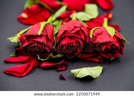 Close-up of red rose flowers with fallen leaves on black background.