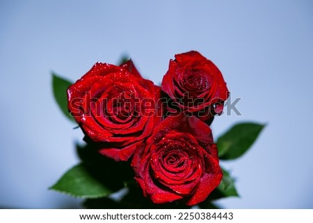 Three red roses with water drops on the petals against the background of green leaves and a blue splash.Valentine's day.