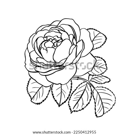 Black and white rose flower with leaves. Realistic vector illustration of open rose bud. Hand drawn sketch. Decorative element for tattoo, greeting card, wedding invitation.