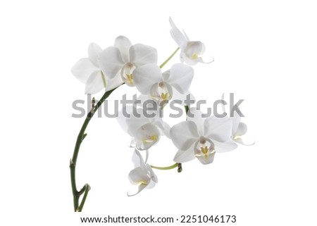Close Up Branch Of White Orchid In Bloom On Backlight