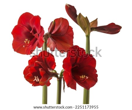 Blooming dark red  hippeastrum (amaryllis) 