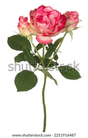 Studio Shot of Red Colored Rose Flowers Isolated on White Background. Large Depth of Field (DOF). Macro. Close-up.