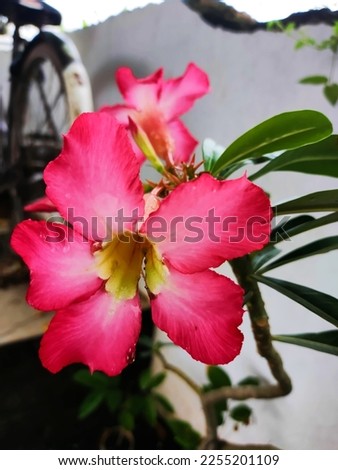 Frangipani flower is native to East Java, Indonesia