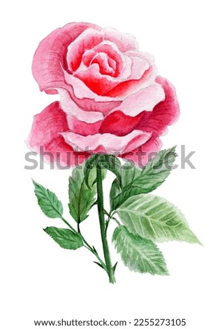Pink Rose Hand Darwn Image. Watercolor Illustration. Ideal for Wedding Projects