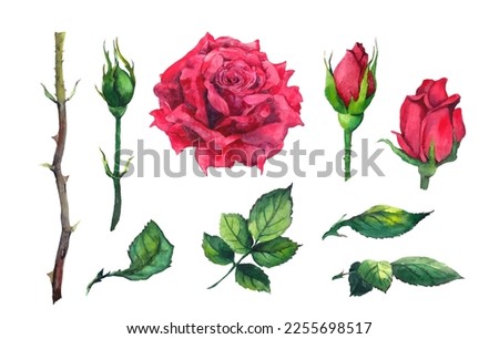 Red roses elements set - flowers, leaves, bud, stem. Watercolor vector for Valentine day, Mothers day, wedding, save date card, birthday or anniversary design