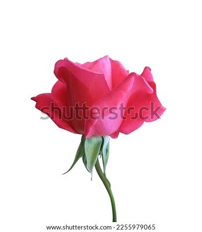 Close up pink-red rose flowers isolated on white background. The side of rose flower.