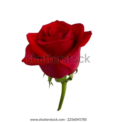 Single bright red rose is on white background