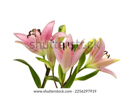 A lily flower decorating on white