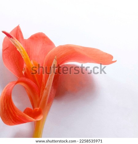 orange flower or canna coccinea isolated on white background