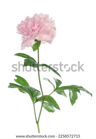 Pink peony flower isolate on white