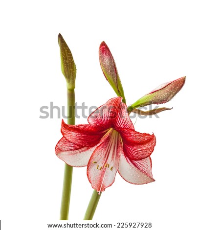 Hippeastrum with red stripes on a white background isolated