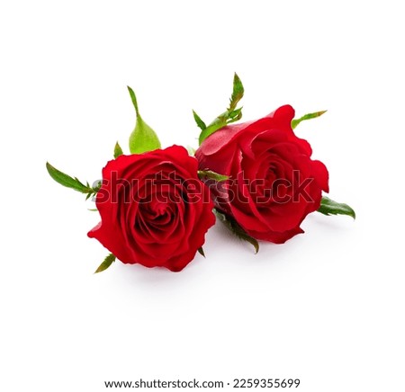 Valentine day red roses flowers isolated on white background