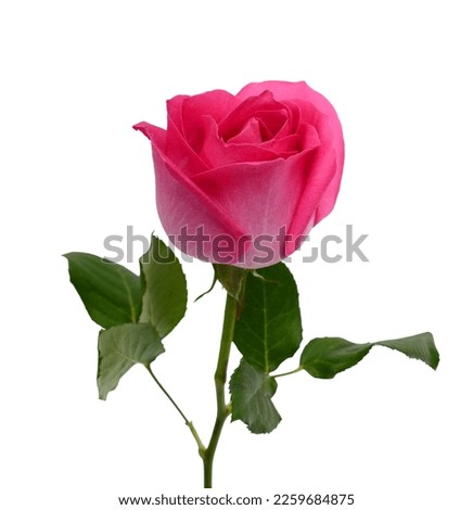 Rose flower isolated on white background