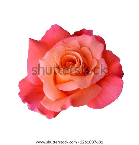 Spring or summer flowers isolated on white background