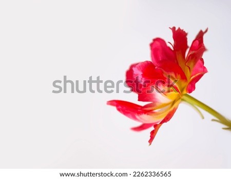 Red tulips. Beautiful flower on soft light background.