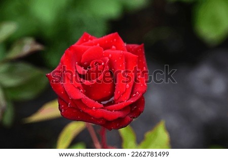 Flower of Red Rose in the summer garden. Red Roses with shallow depth of field. Beautiful Rose in the sunshine. Red garden rose on a bush in a summer garden. Flower bush