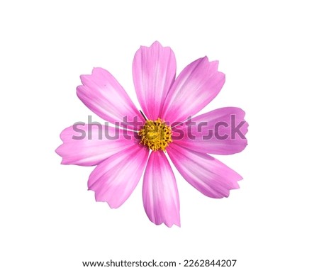 beautiful soft pink cosmos flower blooming isolated white background with clipping path