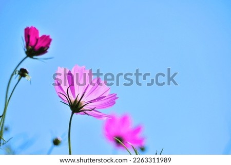 Pink cosmos flowers shining in the light against the blue sky