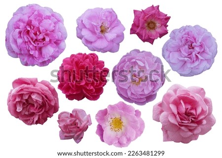 ten red and pink rose flowers on white background, nature, fresh, love, valentine, flower