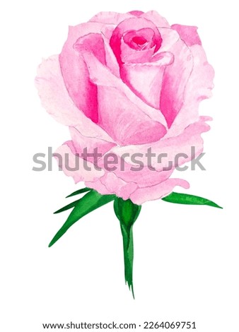 Rose. Watercolor botanical.Isolated on white background. Hand watercolor. For greeting card, invitation, background, design.