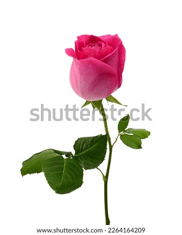 Rose flower isolated on white backgroun