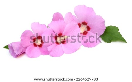 Hibiscus syriacus flower bunch on a white 