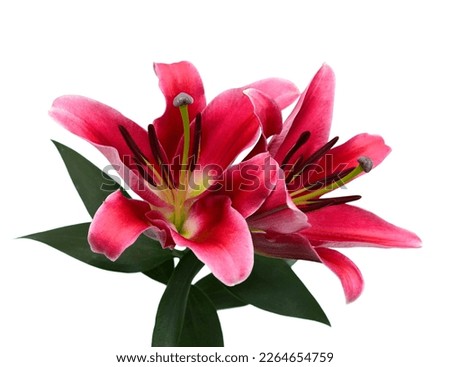 Lily flower isolated on white background