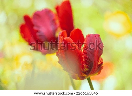 Parrot Tulips flower close-up on a blurry background