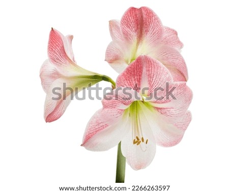 Hippeastrum or Amaryllis flowers ,Pink amaryllis flowers isolated on white background, with clipping path                                                                                