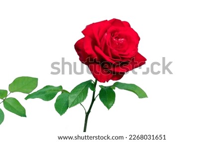 A red rose with several green leaves isolated on white background. Selective focus.
