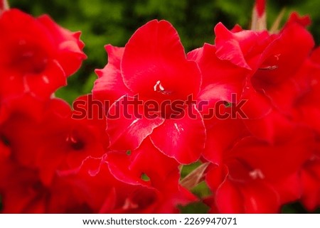 Beautiful gladiolus flower, close-up, red color. Great depth of field, selective focus, open aperture. Flower concept. Happy gardening.
