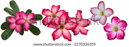 Adenium obesum flowers with other names like Desert rose, Mock Azalea, Pink bignonia or Impala lily. It has pink flower with 5 petals. White background, isolated, panorama picture, clipping path.