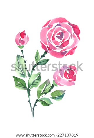 Beautiful pink roses on a white background. Watercolor painting