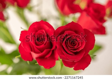 Red roses as love Background - Valentine Day 