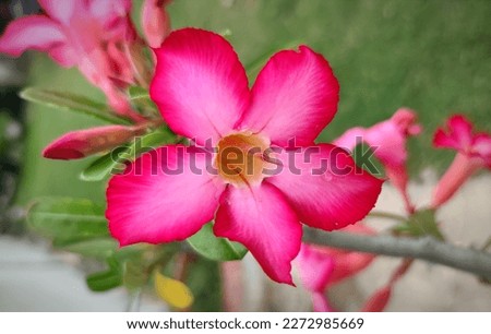 Frangipani flower leaves are used as ornamental plants