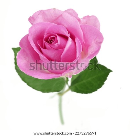 pink rose isolated on white background, closeup