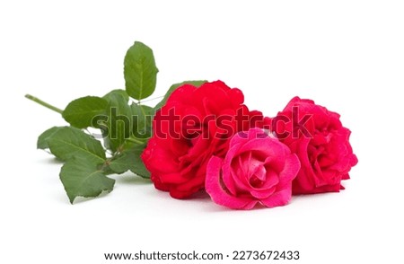 Beautiful red flowers isolated on a white background.