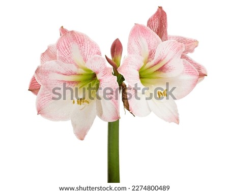 Hippeastrum or Amaryllis flowers ,Pink amaryllis flowers isolated on white background, with clipping path                                                              