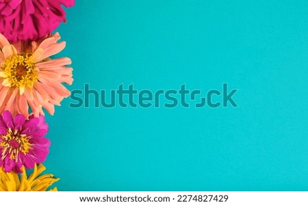 Vibrant zinnia flower blooms on bright blue background with copy space for mothers day.