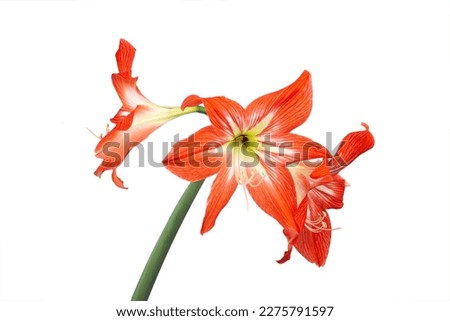 Bright red amaryllis flower on a white background macro photography. Blooming amaryllis with scarlet petals close up photo. Isolated photo of a red lily floral background.