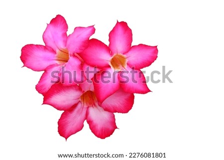 Close-up of Tropical flower pink adenium. Desert rose on isolated white background.